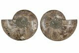 Cut & Polished, Agatized Ammonite Fossil - Madagascar #207437-1